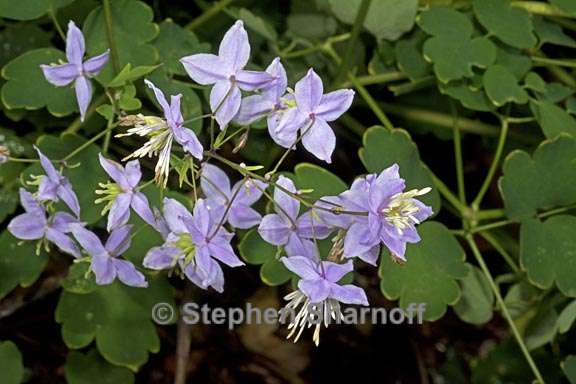 thalictrum delavayi 3 graphic